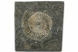 Dactylioceras Ammonite Fossil - Posidonia Shale, Germany #358335-1